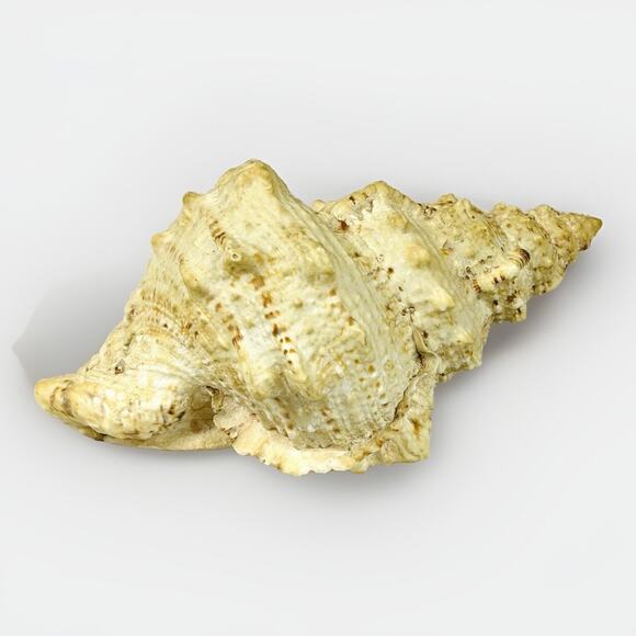 Conch Sea Shell 8” Natural Vintage Ocean Beach Decor - Picture 5 of 7